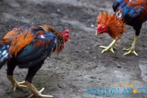 Resep Jamu Memulihkan Kekuatan Ayam Bangkok