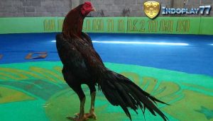 Ayam-Bangkok-Ekor-Lidi